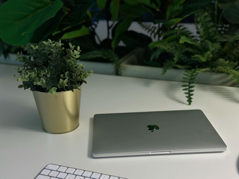 Clean workspace with a plant and natural sunlight.